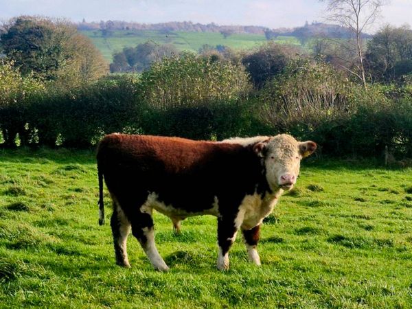 5⭐️Hereferd bulls - Main image