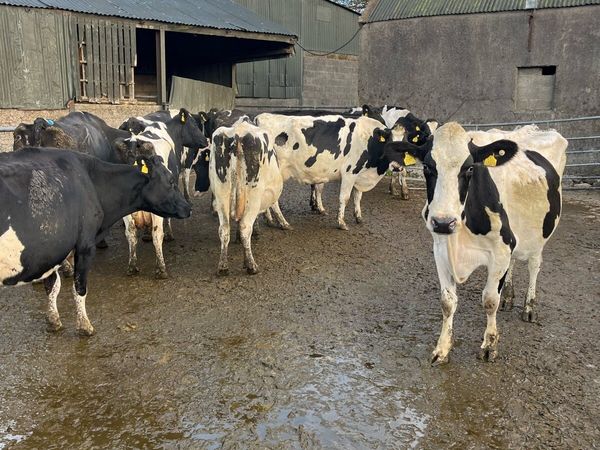 10 empty milking cows - Main image