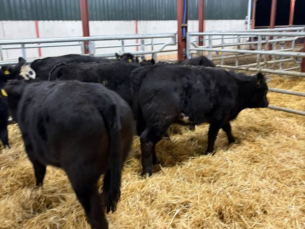 Lim heifers - Main image
