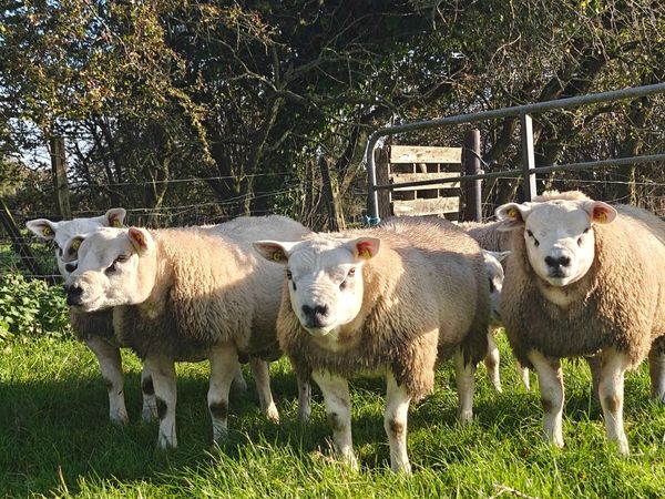 Pedigree Texel ram lambs - Main image