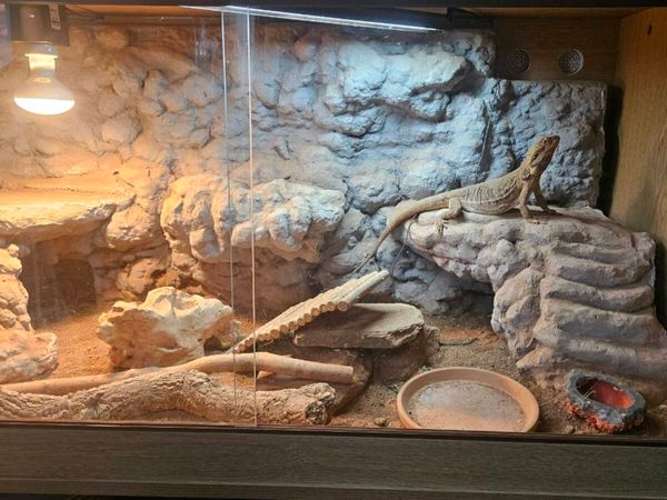 Leather back Bearded Dragon - Main image