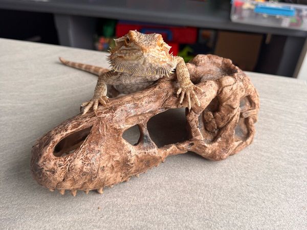 Bearded lizard - Main image