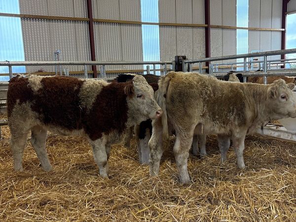 5 super 260kg suckler bred heifers for sale😍 - Main image