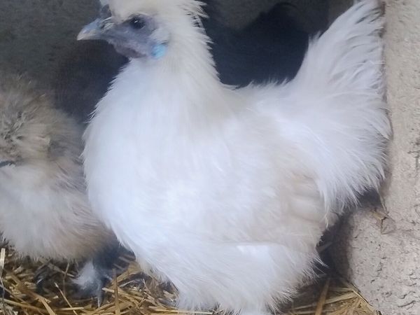 Slikie rooster - Main image