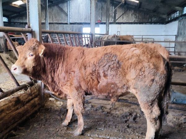 Pedigree limousin bull - Main image