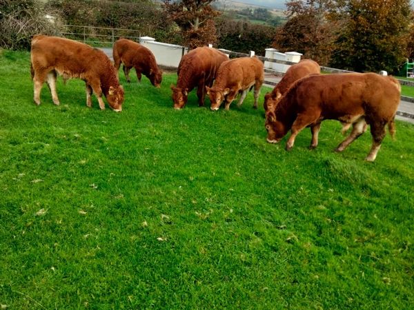 7 Suckler bred Limousin Bulls - Main image