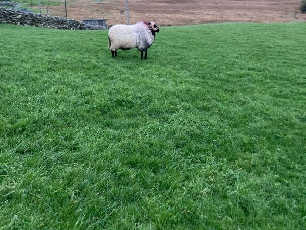 Hogget ram SIS approved - Main image