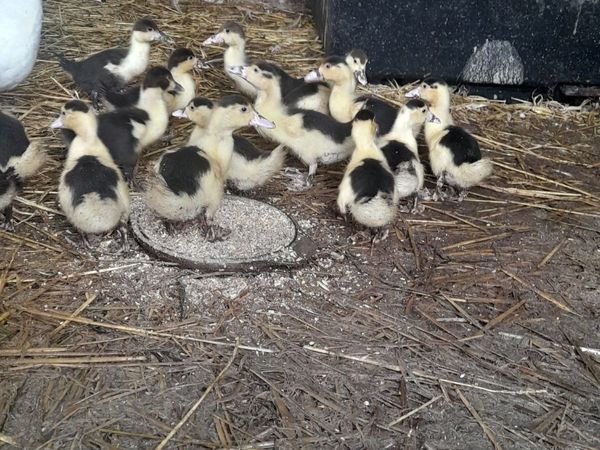 Muscovy Ducklings - Main image
