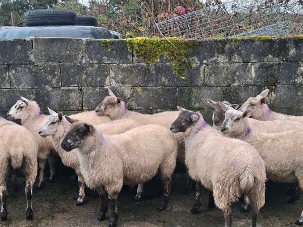 18 ewe lambs - Main image