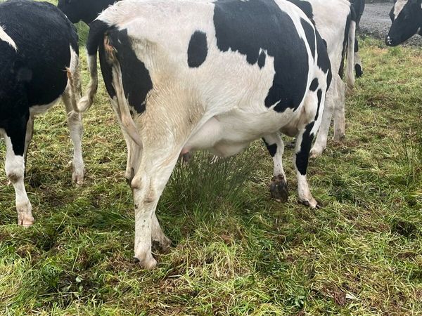 In calf heifers - Main image