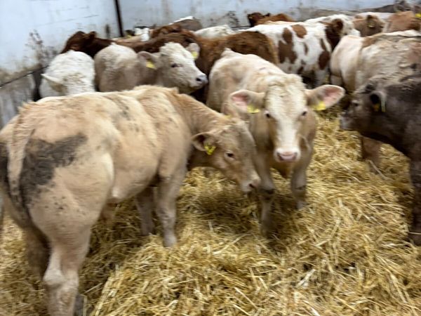 Charolais and lim bulls - Main image