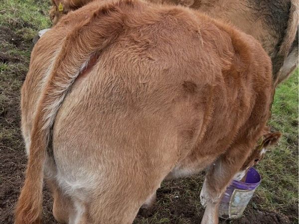 Weanling Heifers - Main image