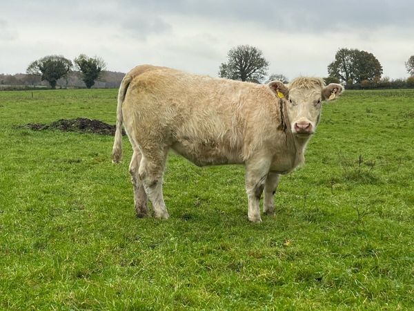 Cf52 heifer - Main image