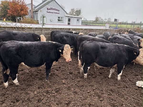 Cattle - Main image