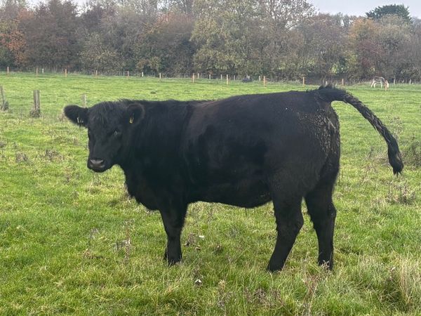 PBR Angus Heifer - Main image