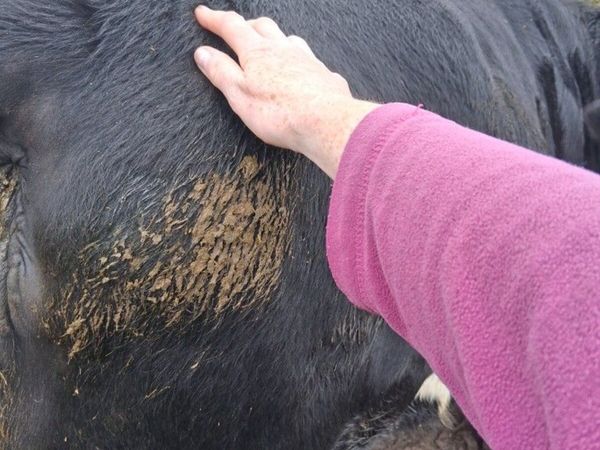 Springer heifer for sale - Main image