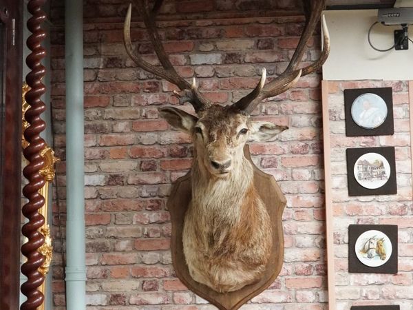 Large Vintage Taxidermy Red Deer Stag Bust - Main image