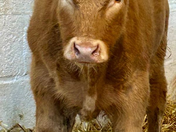 3 SUPER SUCKLER BRED RUNNER BULLS - Main image