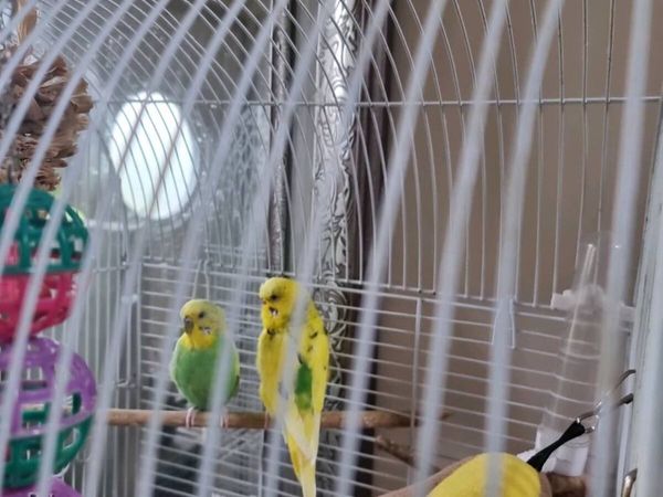 Budgies - Main image
