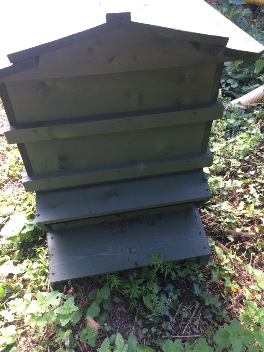 Bees in hives - Image 2