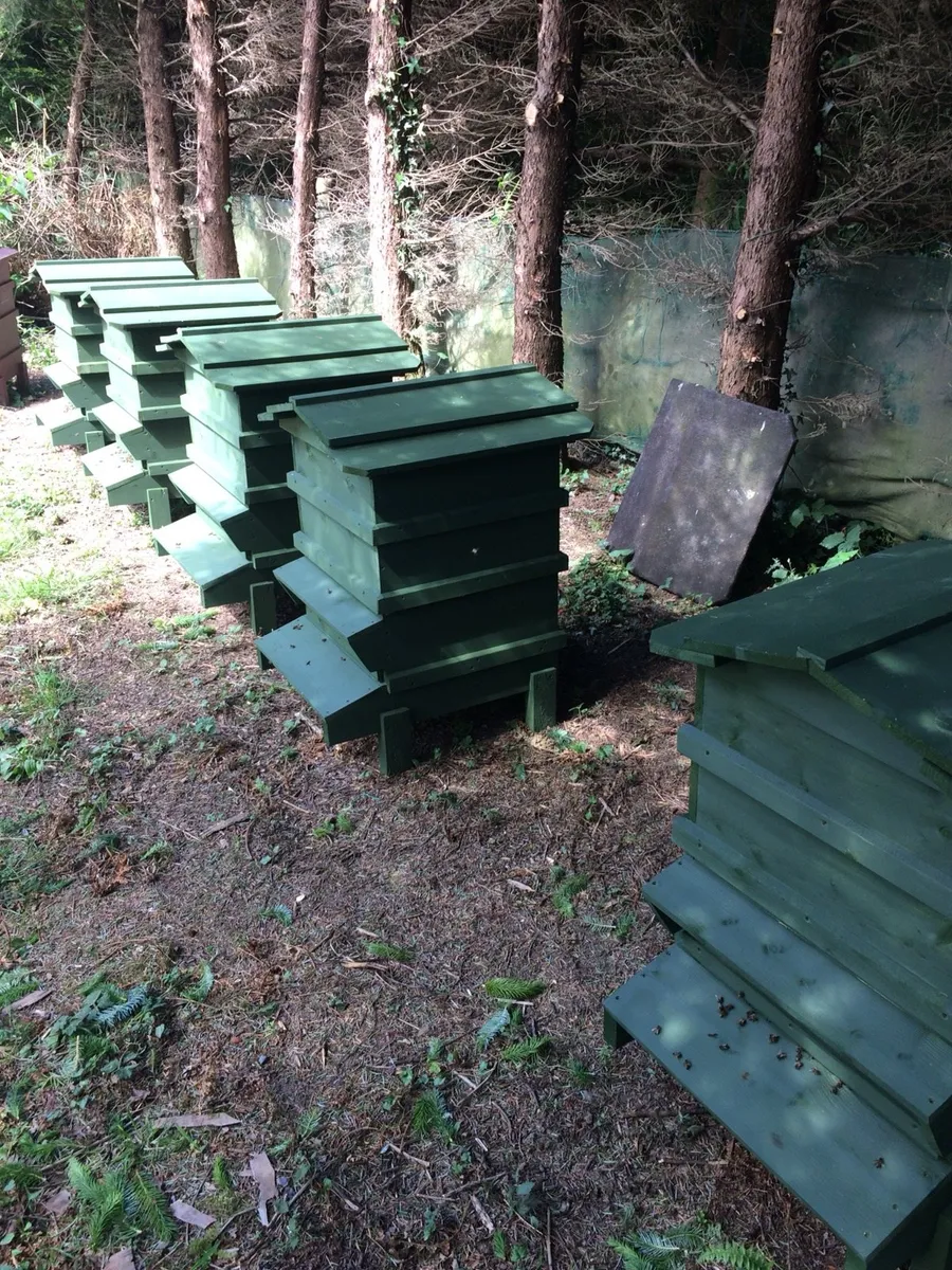Bees in hives - Image 3