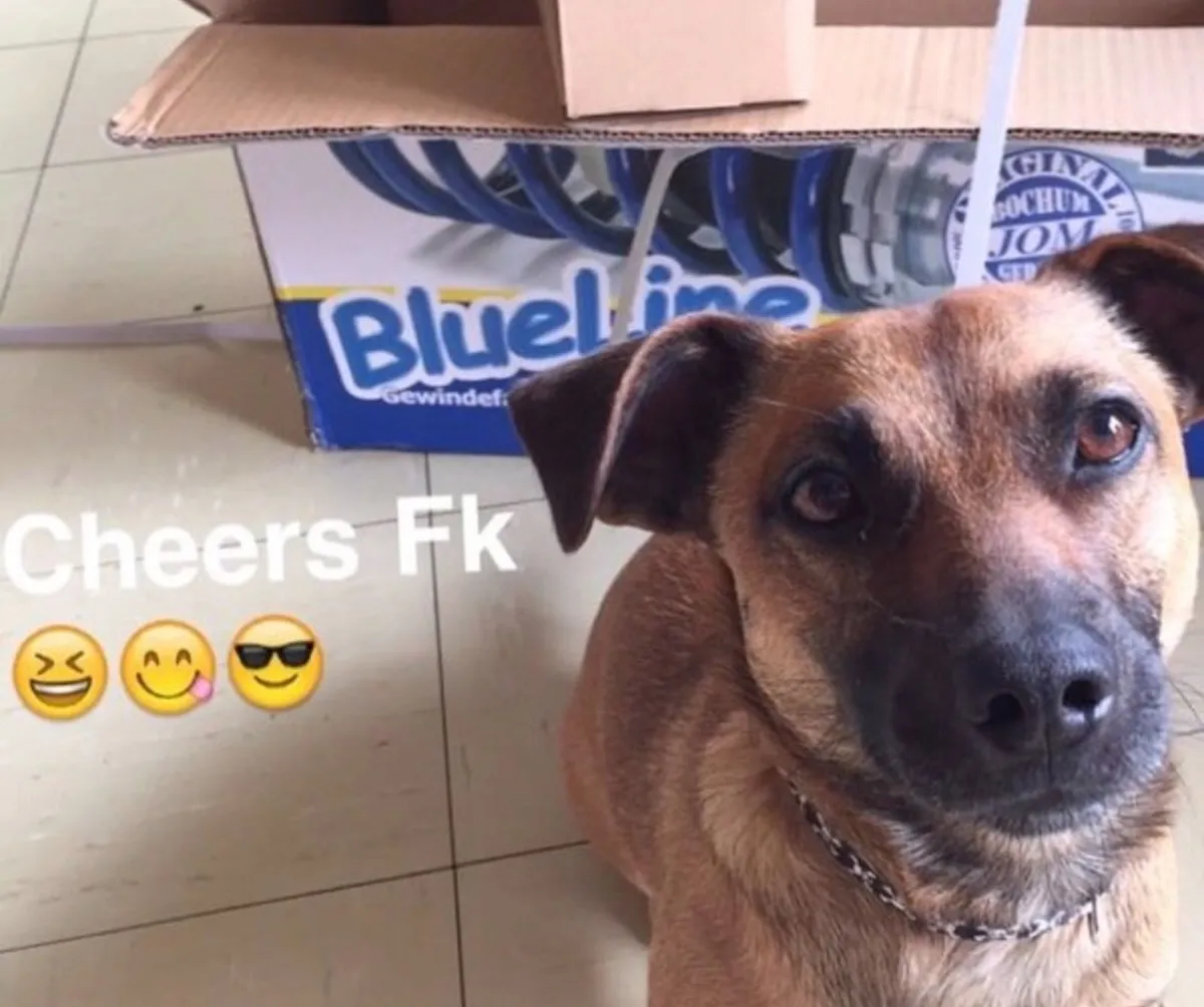 Shox or springs gone ? Upgrade to coilovers - Image 1