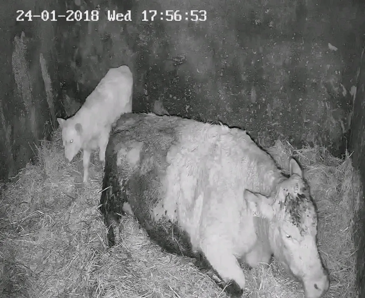 Calving cameras - Image 2