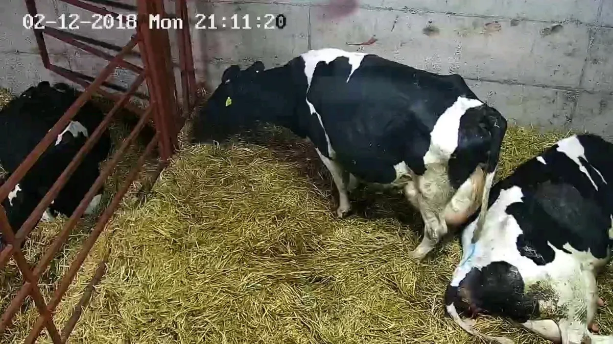 Calving cameras - Image 3