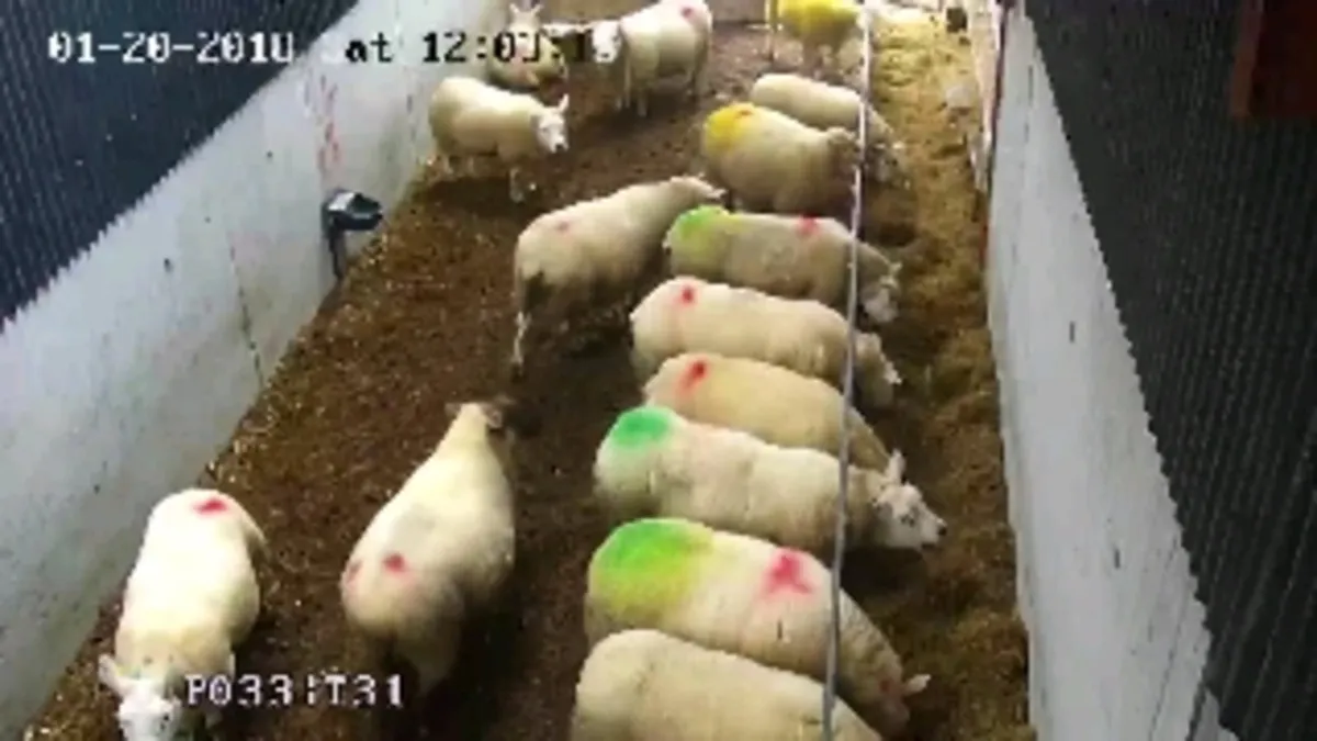 Calving cameras - Image 4