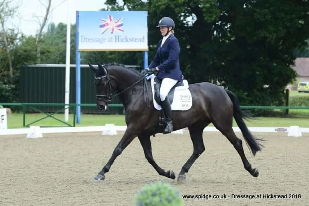 Livery / Lessons/Horse Share-Chestnut Hill Stables - Image 2