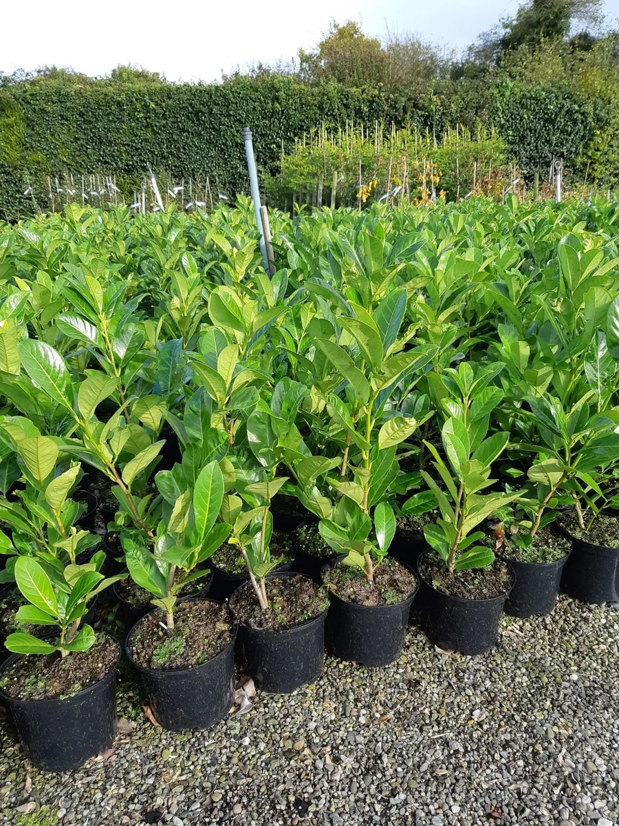Laurel  hedging - Image 1