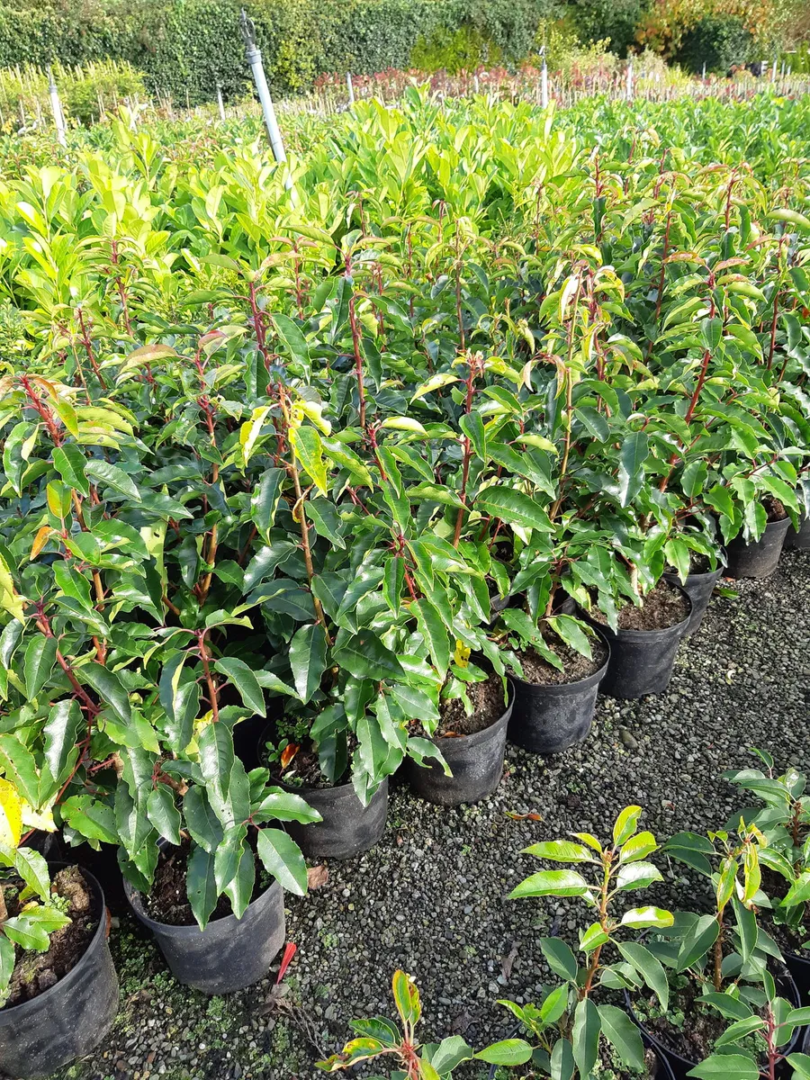 Laurel  hedging - Image 4