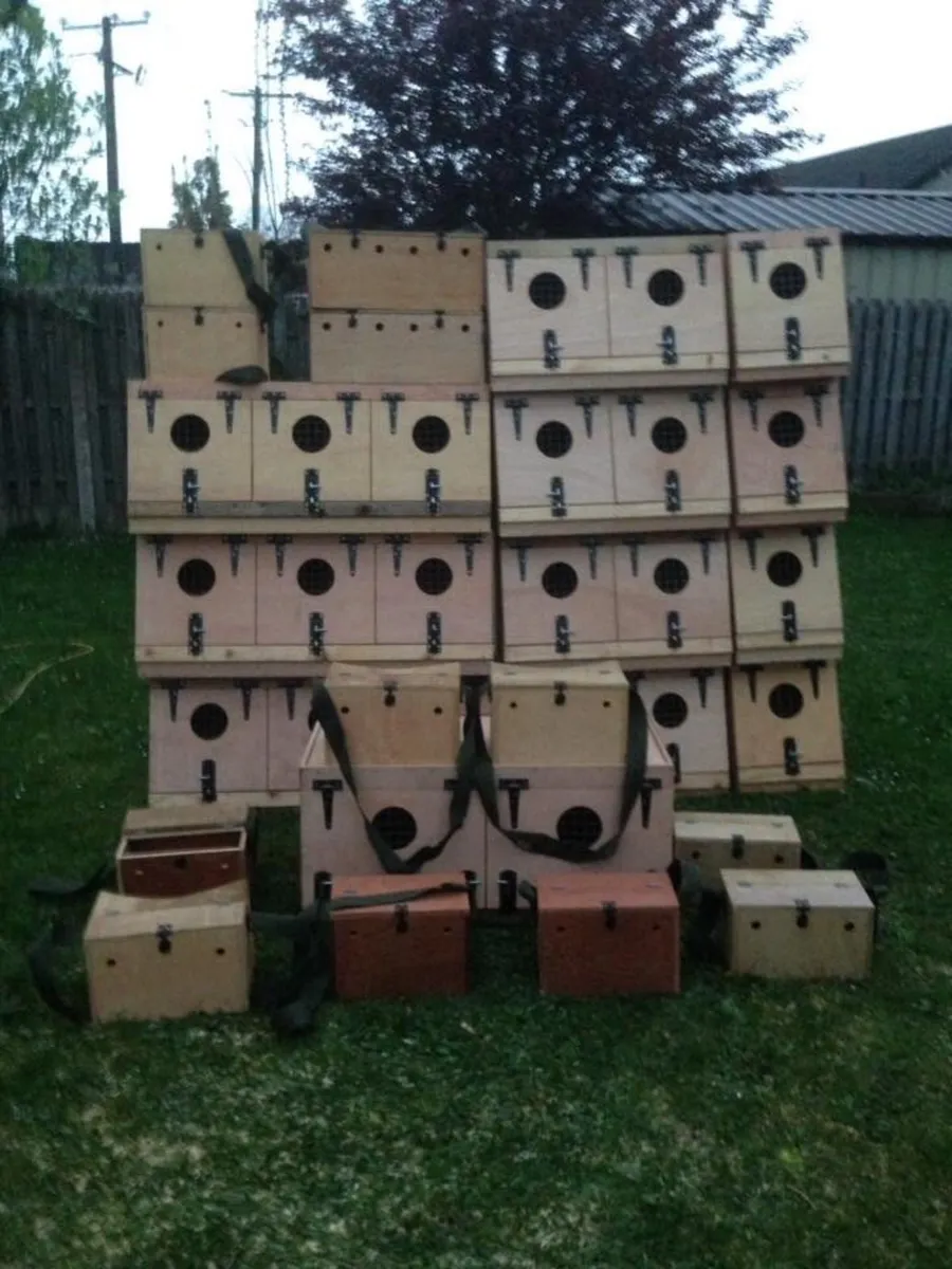 Terrier/ ferret boxes - Image 1