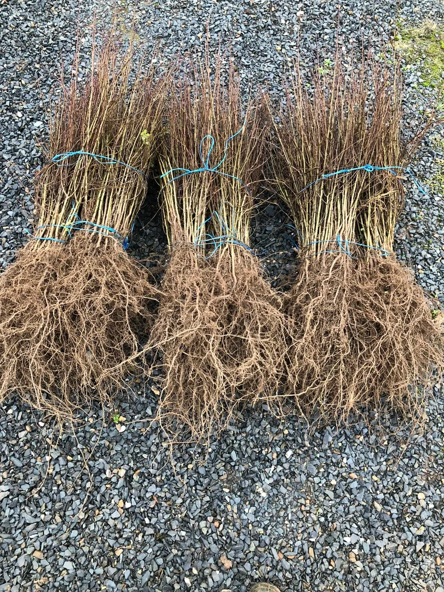 WHITETHORN (Hawthorn) hedging from €25 per 100 🌿 - Image 2