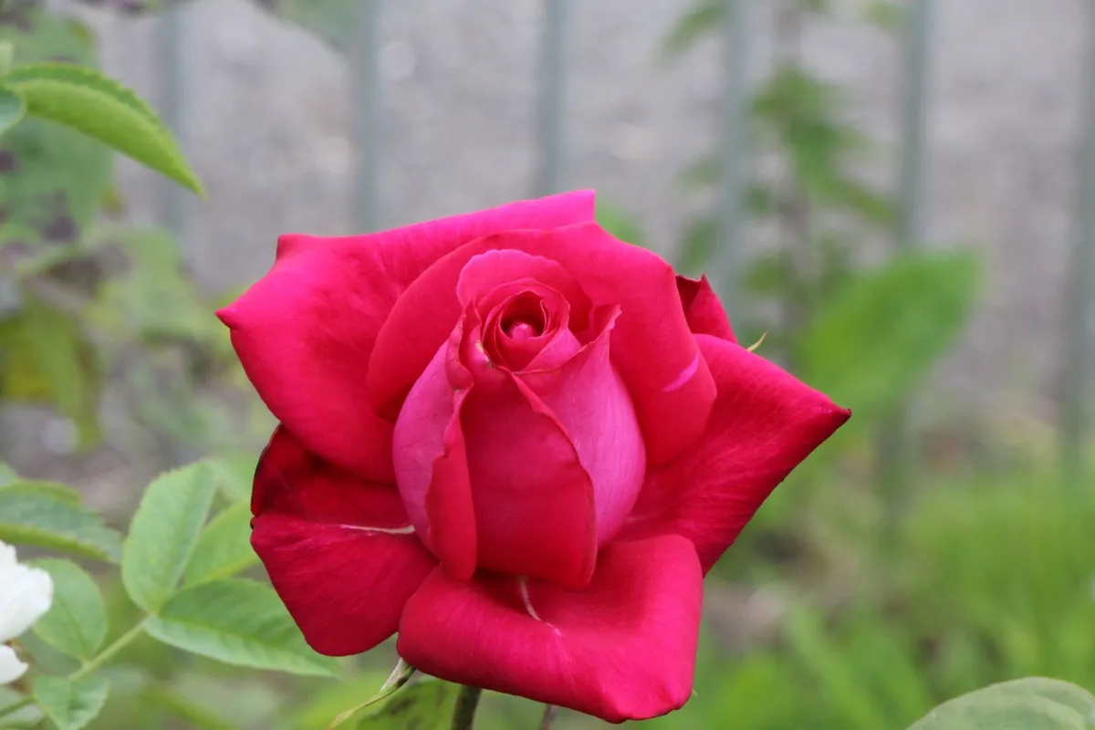 Sharpening Service - Image 2