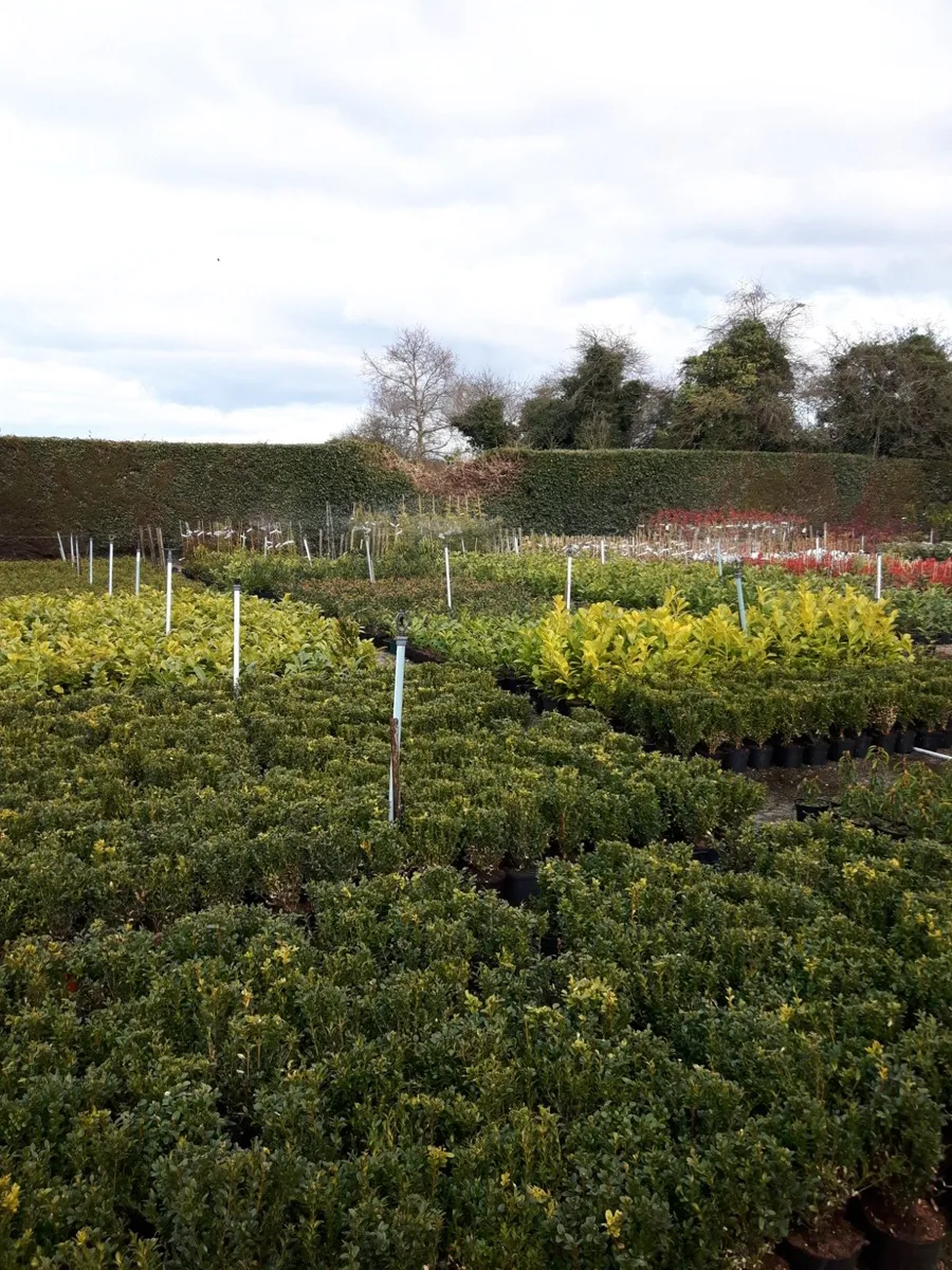 Trees and hedging - Image 4