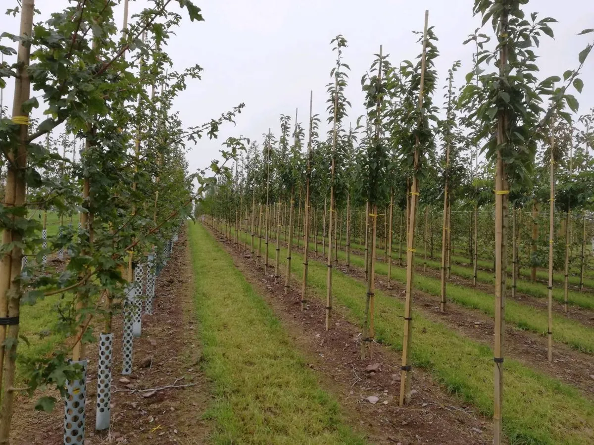 Landscaping - Image 2