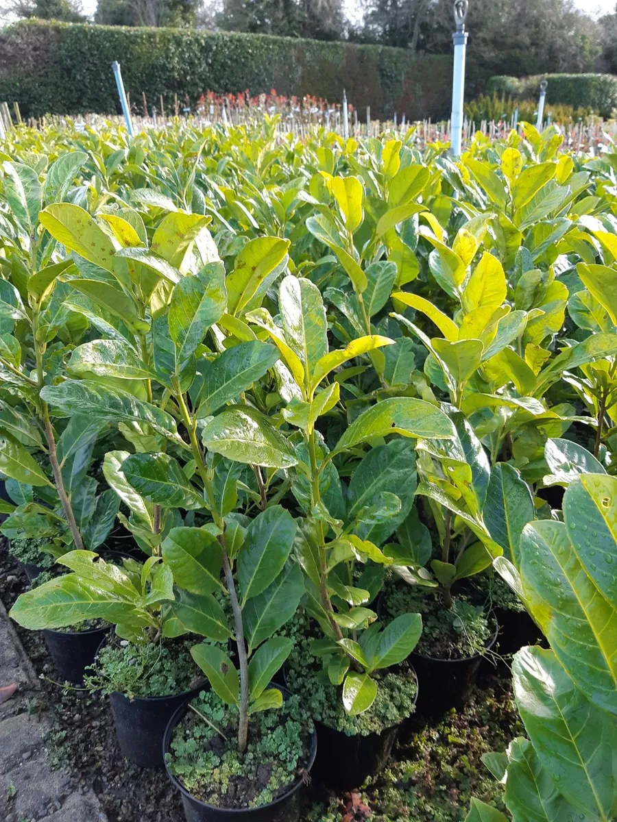 Portuguese laurel - Image 4