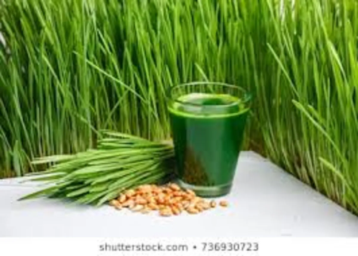 Organic Wheatgrass Seed - Image 1