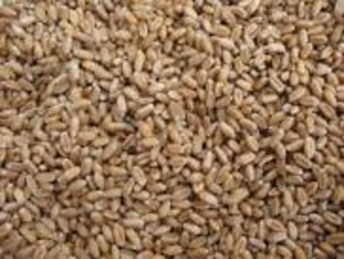 Organic Wheatgrass Seed - Image 2