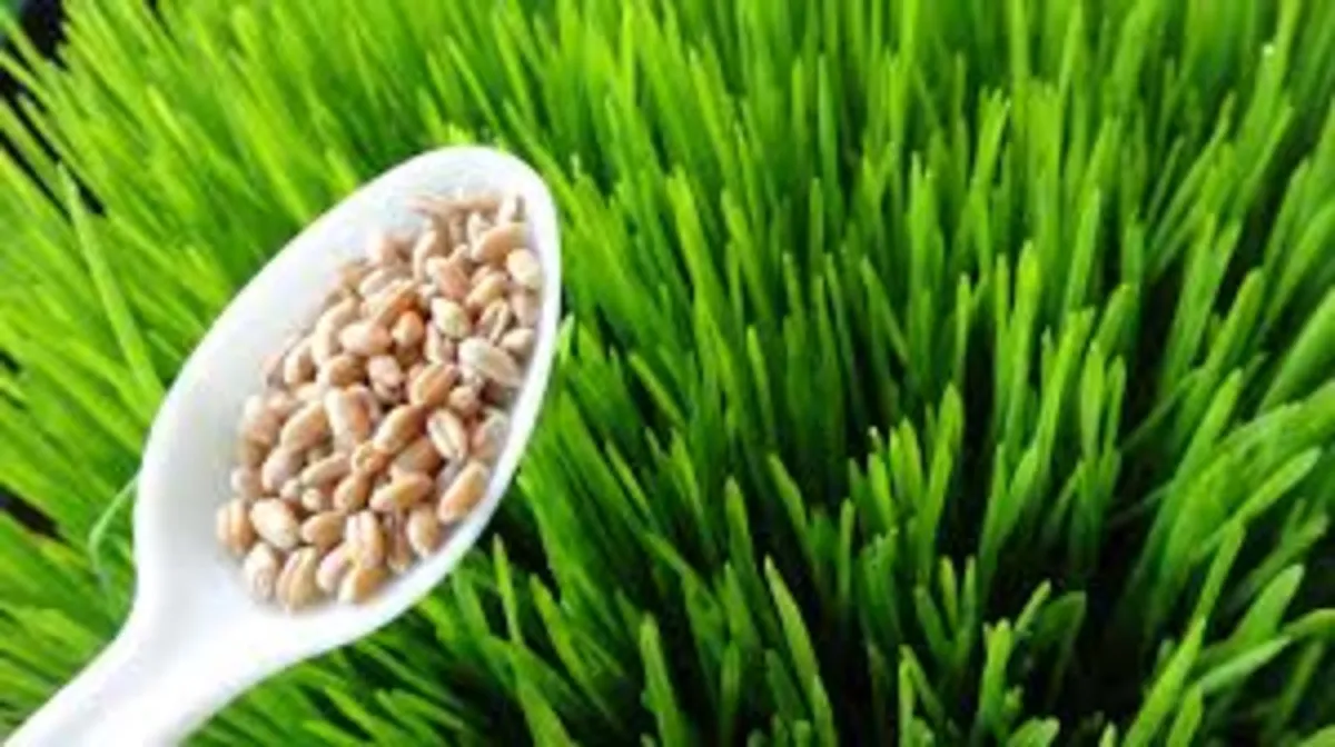 Organic Wheatgrass Seed - Image 3
