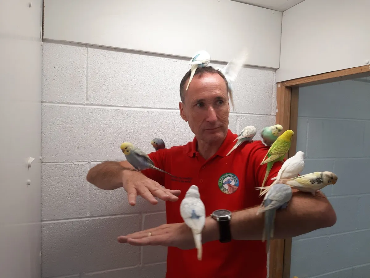 Budgie training service - Image 3