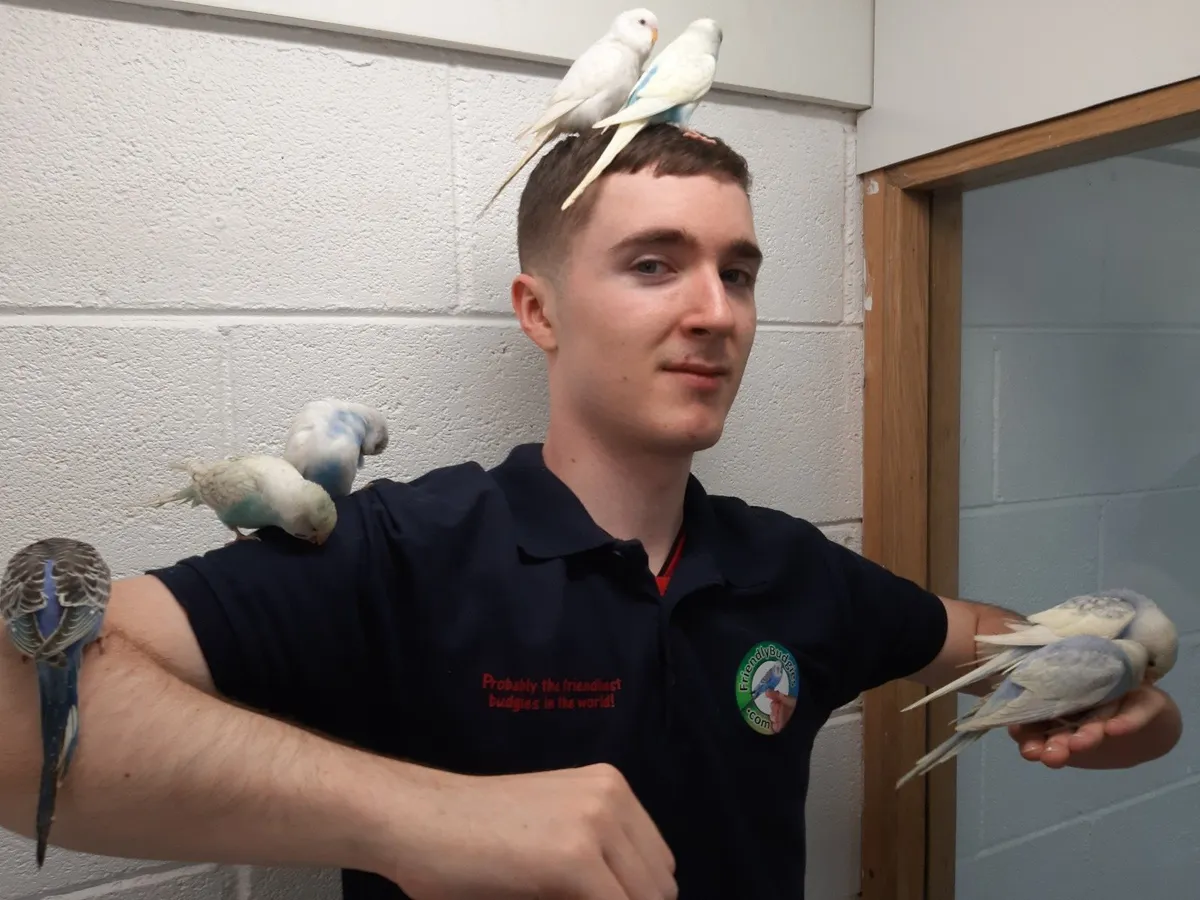 Budgie training service - Image 4