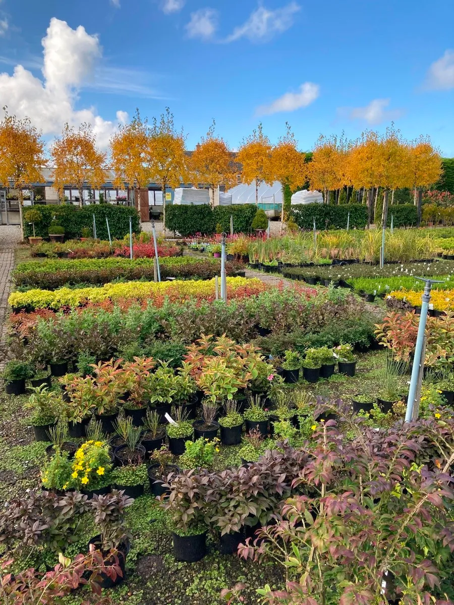 Red robin hedging - Image 4