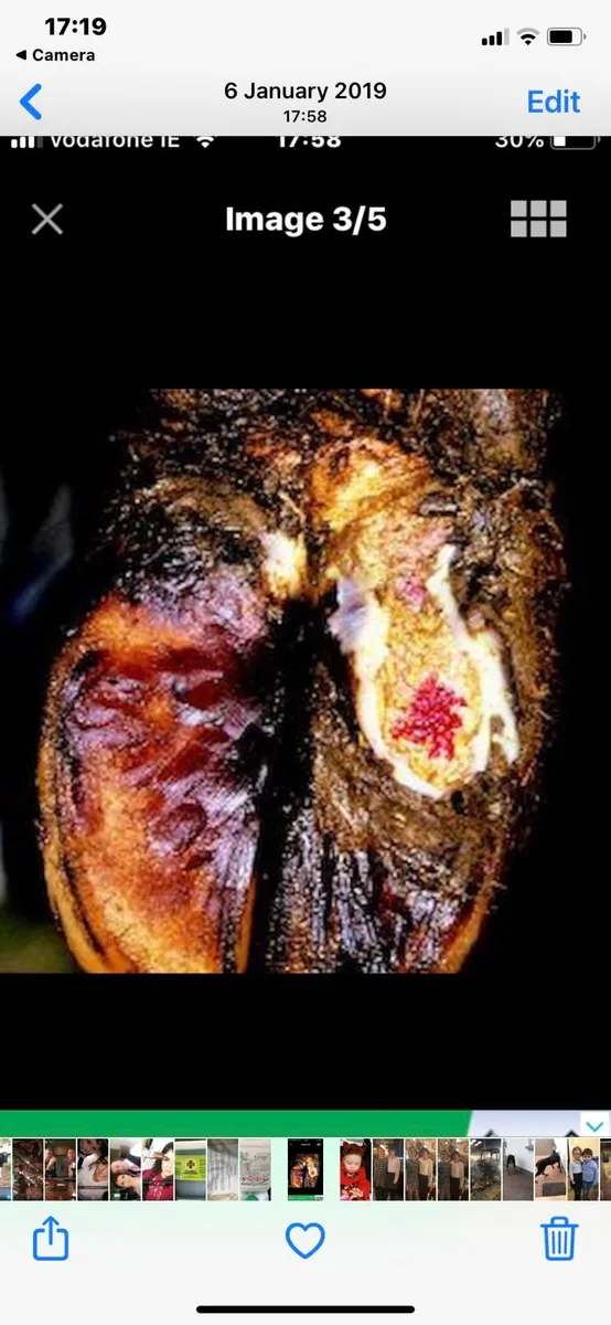 HEALMAX  Stop Mortellaro  Foot Rot - Image 1