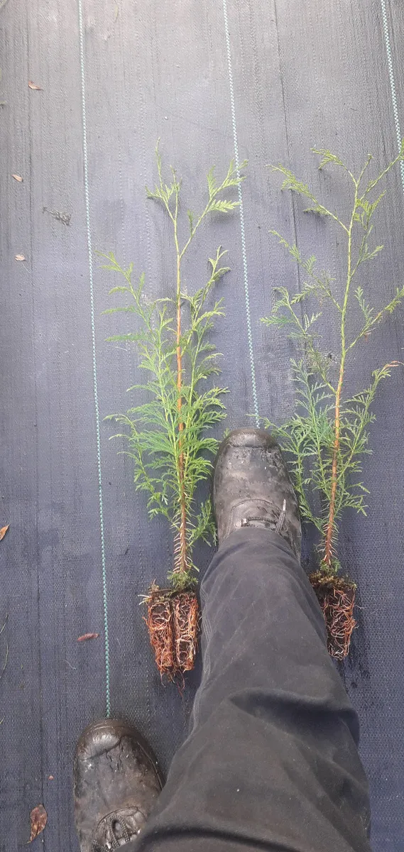 Western red cedar - Image 1