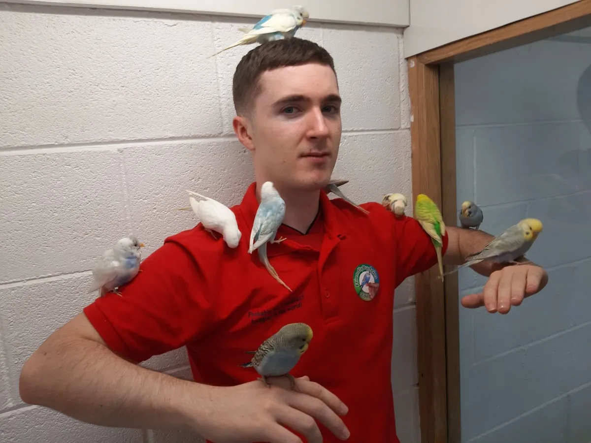 Budgies, professionally trained. - Image 3