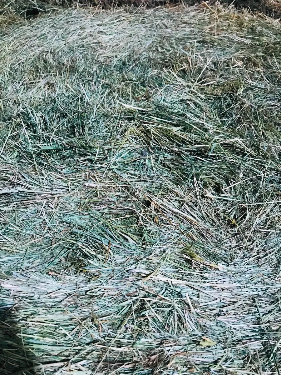 Round bale silage Hay Straw - Image 3