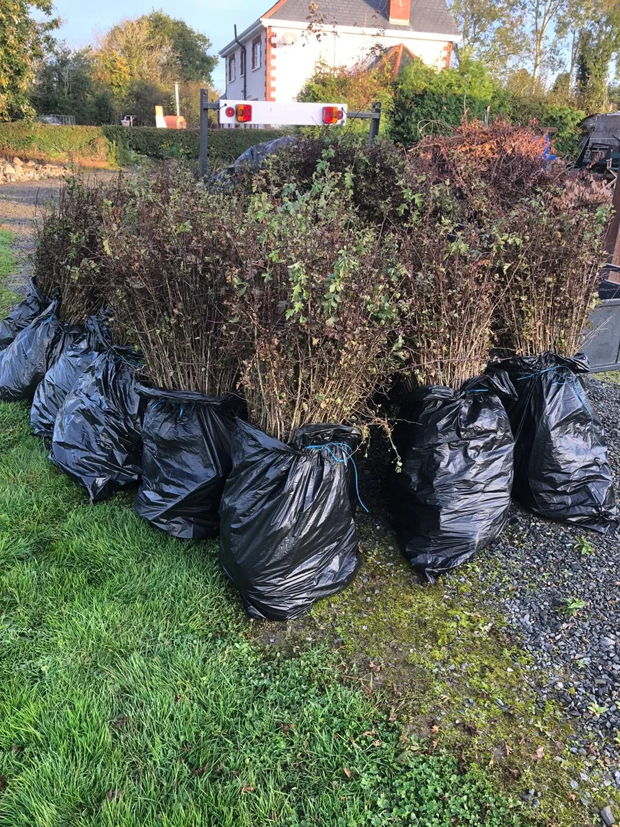 WHITETHORN (Hawthorn) hedging from €25 per 100 🌿 - Image 3