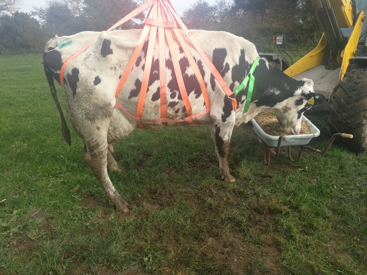 Cow Lifting Harness - Free Delivery - Image 1